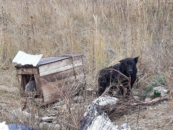 Брошенный умирать. Брошенные собаки на помойке. Брошенные собаки на мусорке. Сторожевые собаки на свалке.