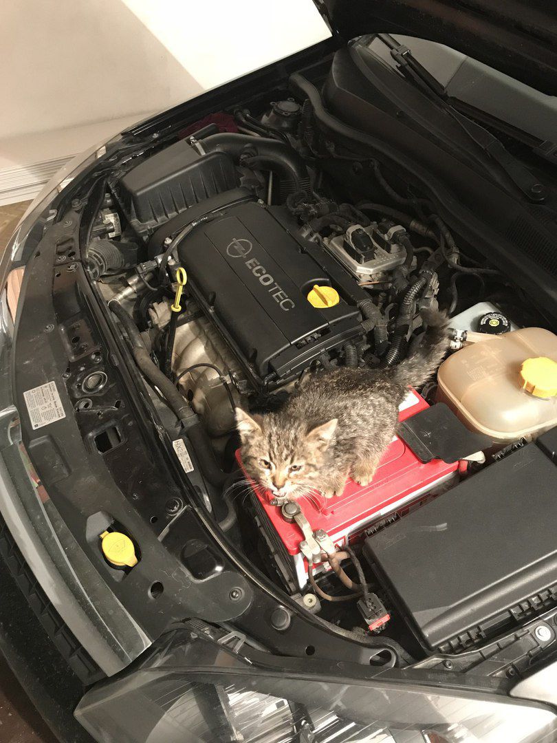 Кошка под капот. Котенок под капотом. Что под капотом у машины. Котенок под капотом авто. Кот залез под капот машины.