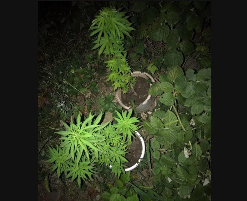 Как искать коноплю выращивание марихуаны на огороде