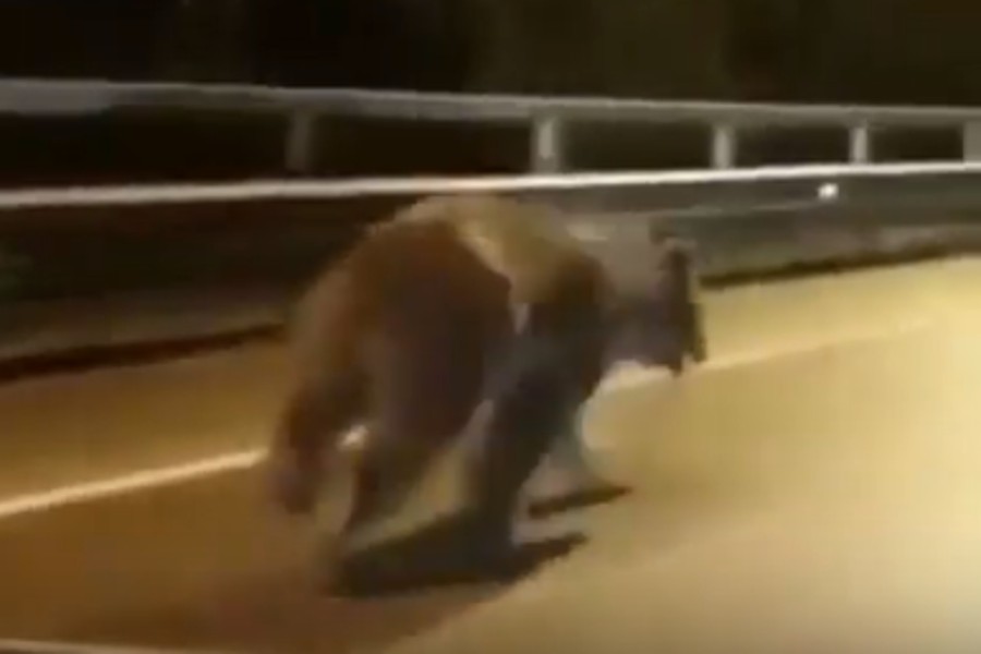 Какая скорость бега у медведя. Медведь убегает. Медведь бежит. Медведь бегает. Медведи в Сочи.