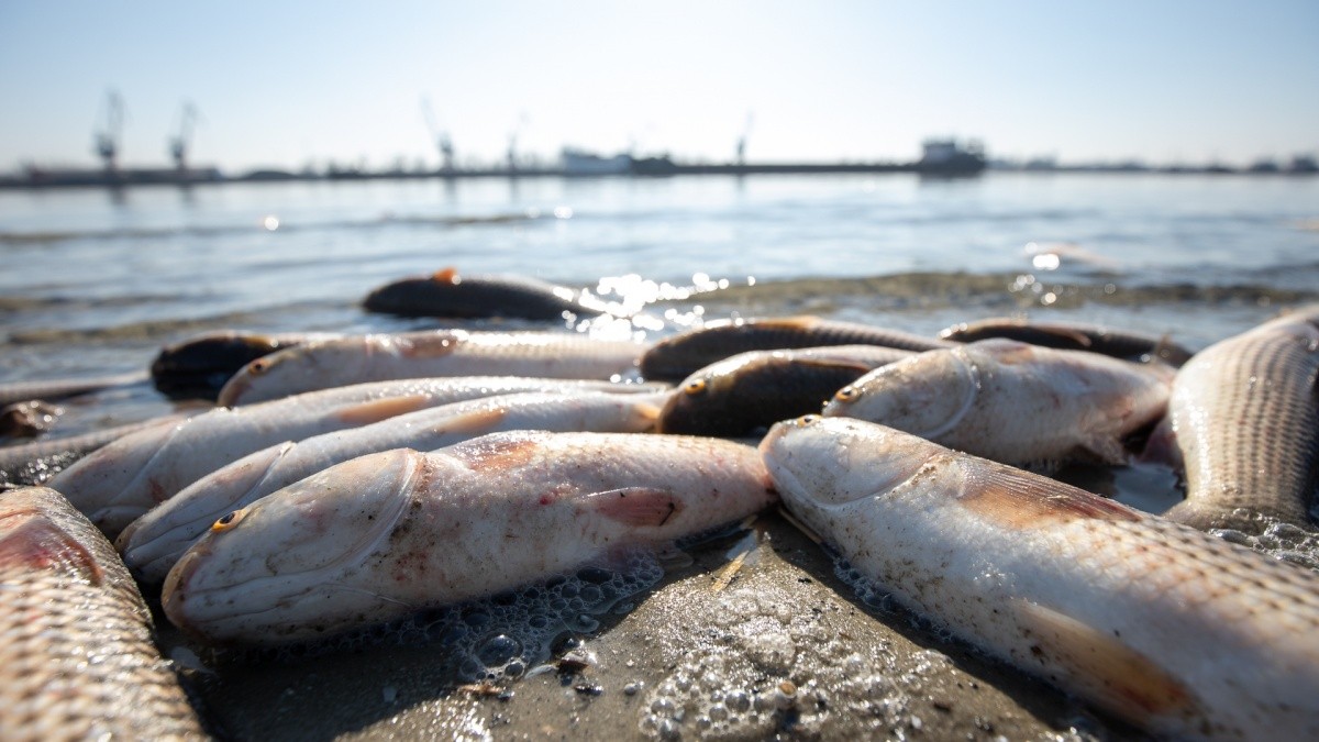 рыбы азовского моря фото с названиями
